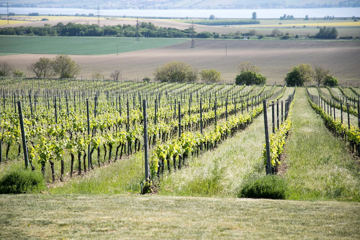 Perfect Mikulov Wine Region Itinerary for 3 Days