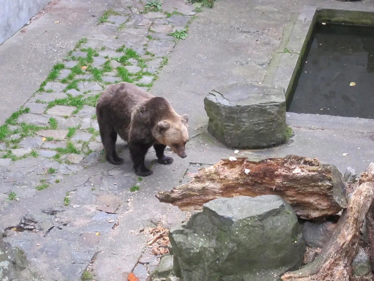 Guide to Český Krumlov Castle Bears: History & Tips