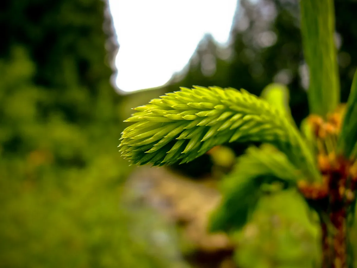 Getting to Šumava from Plzeň without car (2026 Guide)